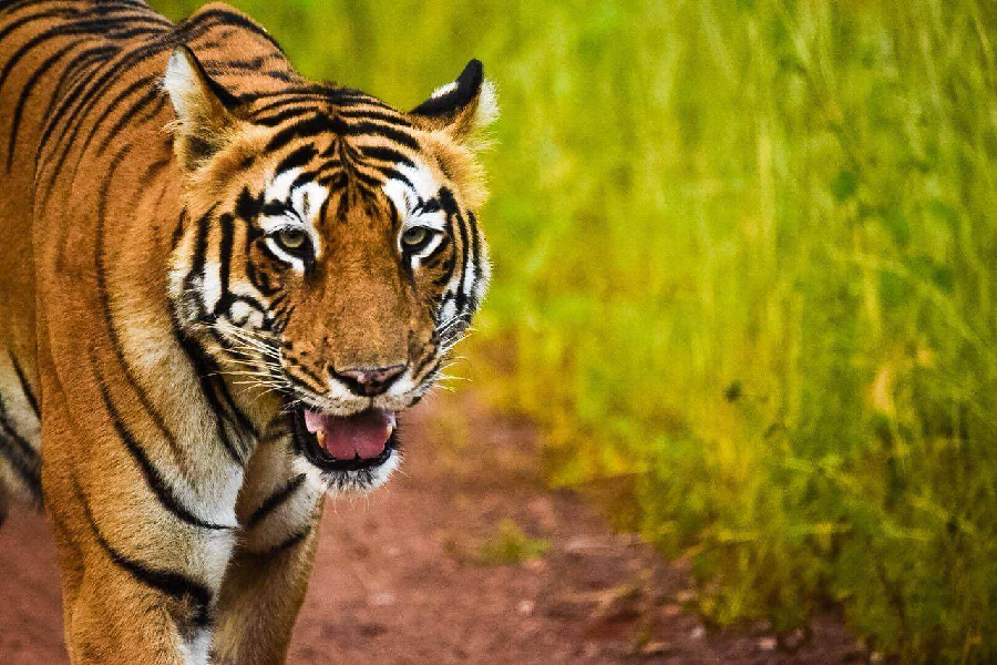 best tour operator in jodhpur and jaisalmer