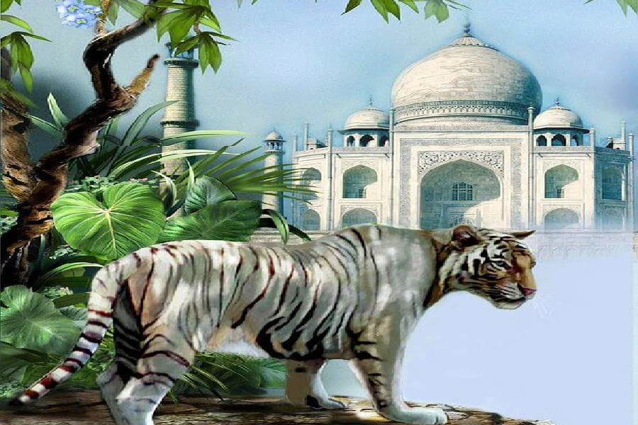 best travel agent in jodhpur and jaisalmer